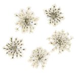 MollyLac Bijeli suhi cvjetovi za nokte 5 kom