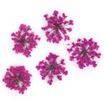 MollyLac Sušeni cvjetovi za nokte boje breskve i ružičaste boje, 5 kom